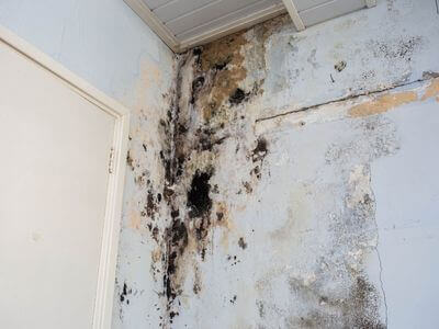 About Little Rock Black Mold Removal - black mold removal experts in Little Rock